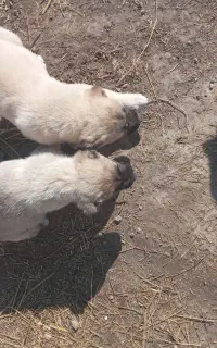 توله سگ کانگال