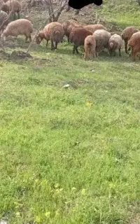 ۱۷راس بره نراوداخ وسه راس گوسفند بالالی مناسب