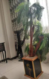درخت نخل تزئینی