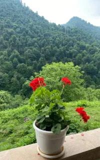 ویلا ۲خوابه