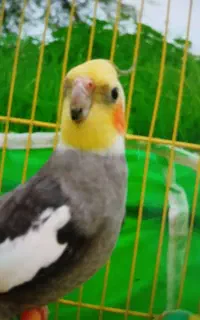 پرنده گمشده