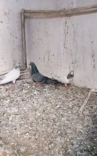 کبوتر سالم