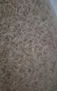 برنج فجر گرگان