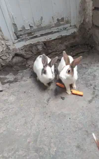 خرگوش