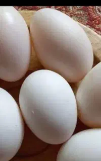 تخم غاز نطفه دار