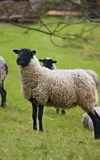 خریدکننده پوست گوسفند گاو و بز