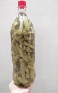 ترشی نریک بیلهر