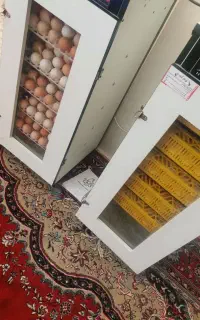 دو دستگاه جوجه کشی ۲۱۰