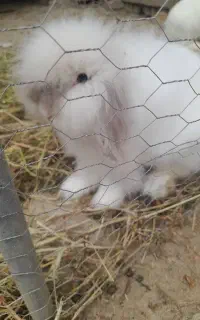خرگوش لوپ ماده بالغ