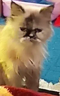 گربه ی اصل پرشین دختر