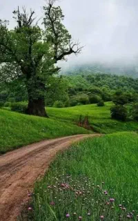 خاک رایگان