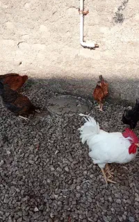 کبوتر و مرغ خروس