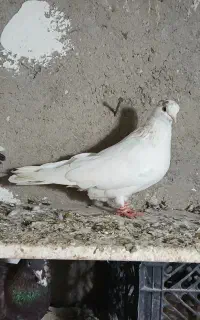 طوقی