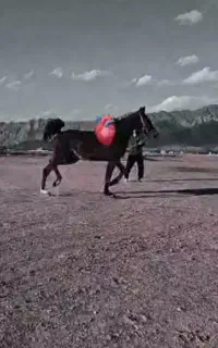 اسب مادیان شجره دار