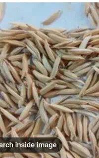 بذر شالی