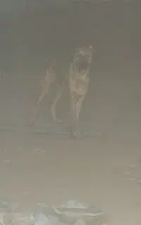 سگ پژدر