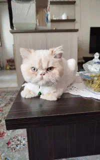 واگذاری پرشین صورت فلت