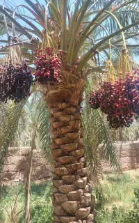 آب جهر یا ریگی در بروات شرب میکنم..اجاره میکنم آب