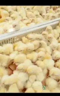 جوجه گوشتی نژاد راس بهترین نژاد شیراز