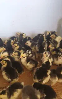 جوجه مرغ بلژیکی ولوهمن
