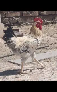 خروس محلی