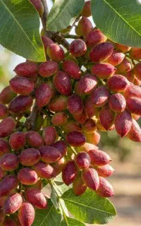 فروش نهال پسته هیبریدی آمریکایی در قم،اصالت بالیبل