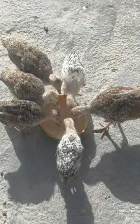 جوجه بوقلمون محلی دوماهه