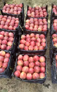 درخواست کارگر برای باغ سیب