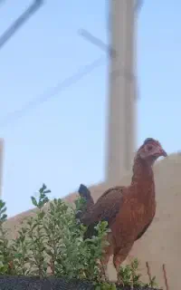 خروس و خلفه باری