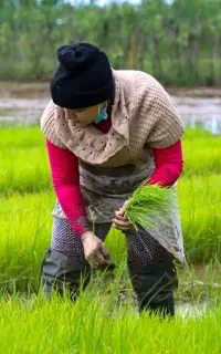 تیم نشا ندا