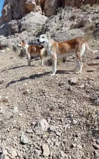 توله سرابی