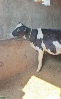 گوساله ماده