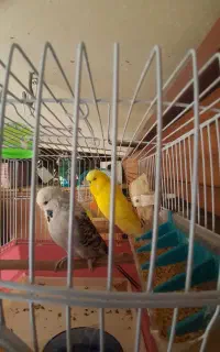 مرغ عشق انگلیسی گرید Aفول سایز