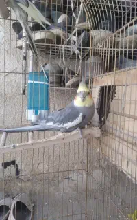عروس هلندی نر وماده سخنگو