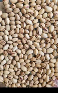 پانزده تن پوست پسته فروشی