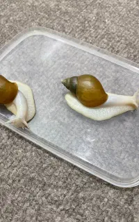 حلزون آلبینو(فروش فوری)