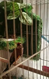 سهره جفت جوجه بده آماده ، لونه گرم کرده