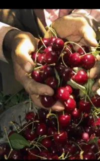 اجاره باغات میوه گیلاس البالو الچه زردآلو و....