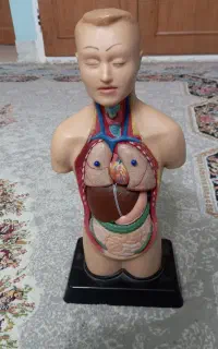 مولاژ نیم تن