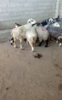 8راس میش جوان