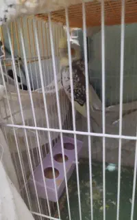 عروس هلندی ماده