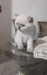 واگذاری بچه گربه هیمالین