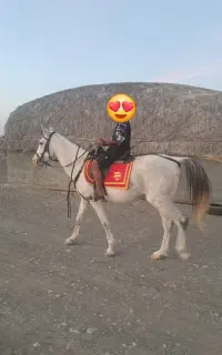 اسب نریون سرحال و خوشگل