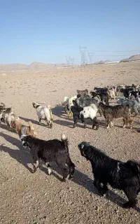 فروش انواع بزغاله بره