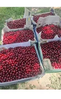 البالوی طبیعی خونی زنوز