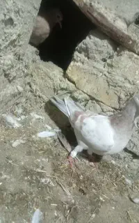 کبوتر فروشی