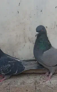 کبوترجفت