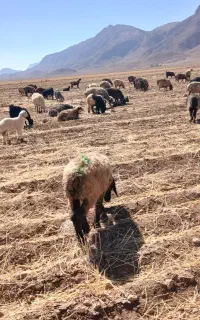 چوپانی گله میشی