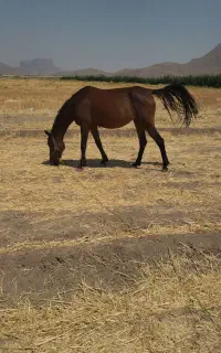 اسب