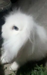 خرگوش هفت ماهه